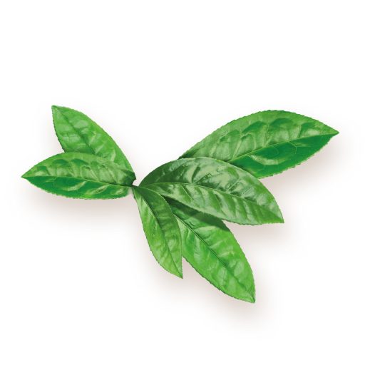 BioMenü Bio Matcha-Tee Kapseln 60 Stk Rohmaterial