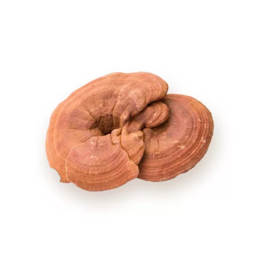 BioMenü Bio Ganoderma-Pilzkapseln 60 Stk Rohmaterial