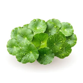 Caleido Gotu Kola Extrakt Kapseln 60 Stk Produktbild