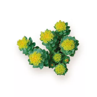 Caleido Rhodiola Rosea Extrakt Kapseln 60 Stk Produktbild