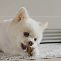 Immunstärkender Zahnpflege-Snack für Hunde mit Maitake-Pilzen
