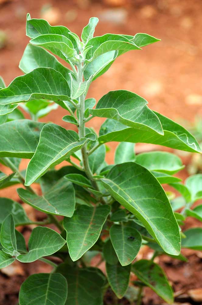 Ashwagandha-Pflanze