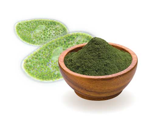 Chlorella