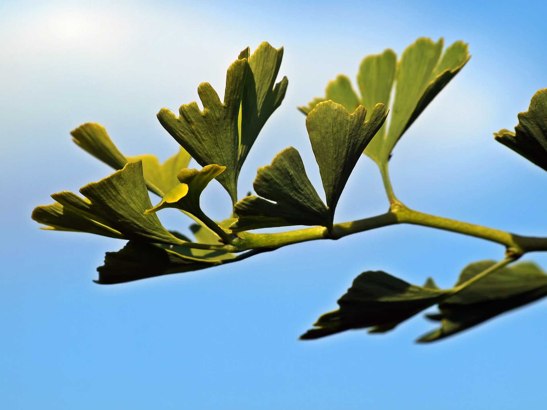 Ginkgo-biloba-Blätter