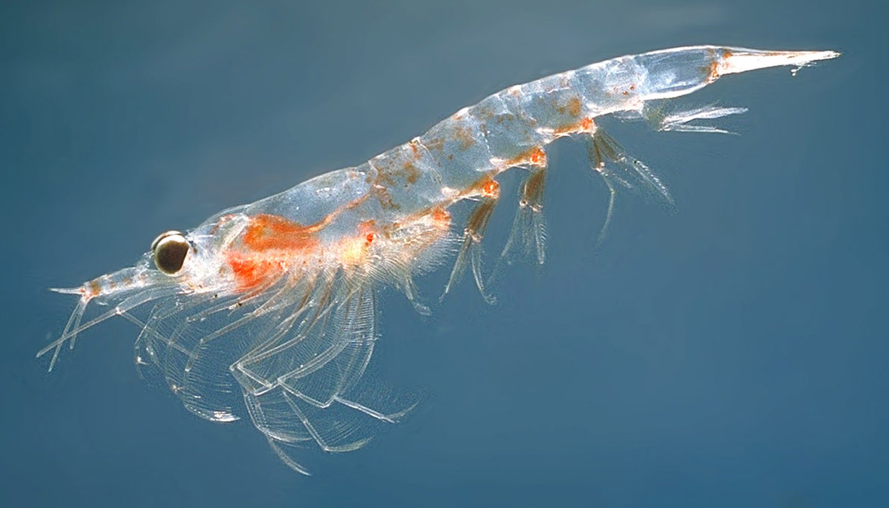 Nördlicher Krill (Meganyctiphanes norvegica)